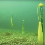 utilizing-underwater-robots-to-monitor-oceans-2